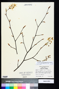 Amelanchier sanguinea image