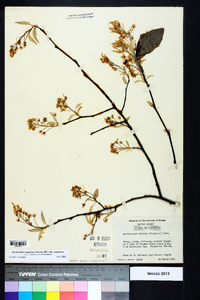 Amelanchier sanguinea image