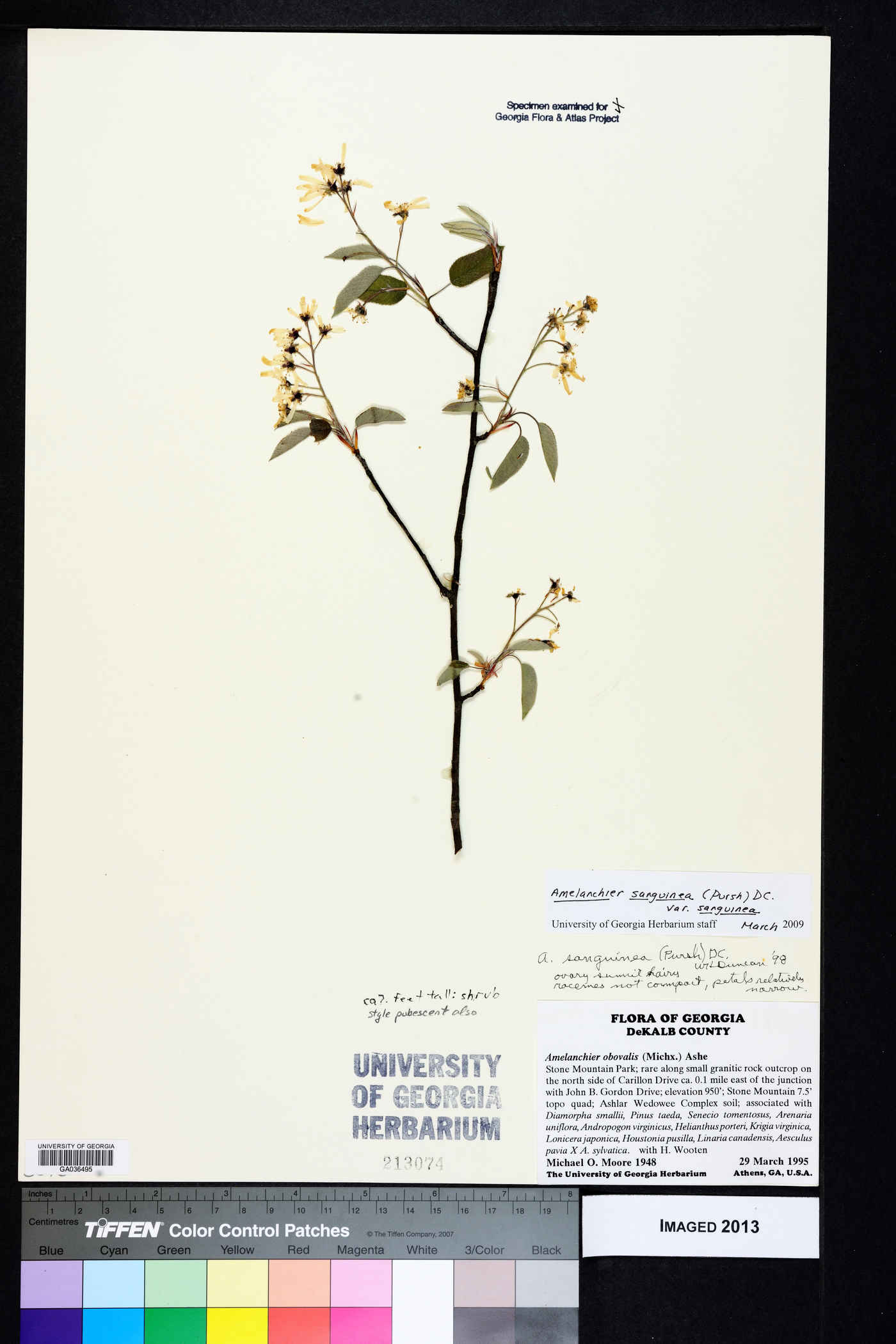 Amelanchier sanguinea image