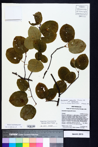 Amelanchier sanguinea image