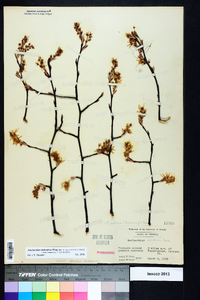 Amelanchier stolonifera image