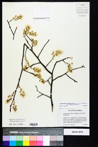 Amelanchier stolonifera image