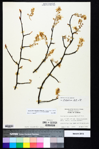 Amelanchier stolonifera image