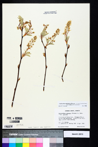 Amelanchier stolonifera image