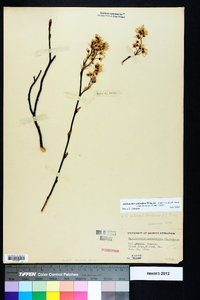 Amelanchier stolonifera image