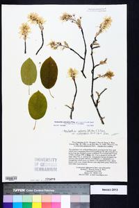 Amelanchier stolonifera image