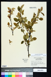 Amelanchier stolonifera image