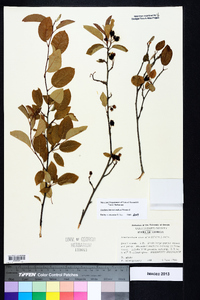 Amelanchier stolonifera image