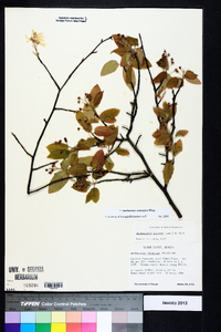 Amelanchier stolonifera image