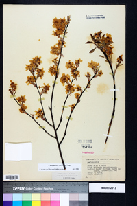 Amelanchier stolonifera image