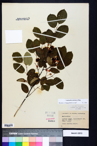 Amelanchier stolonifera image