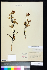 Amelanchier stolonifera image