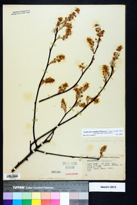 Amelanchier stolonifera image