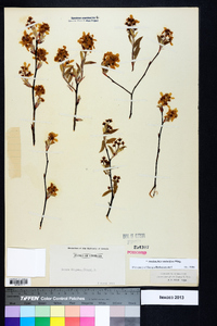 Amelanchier stolonifera image
