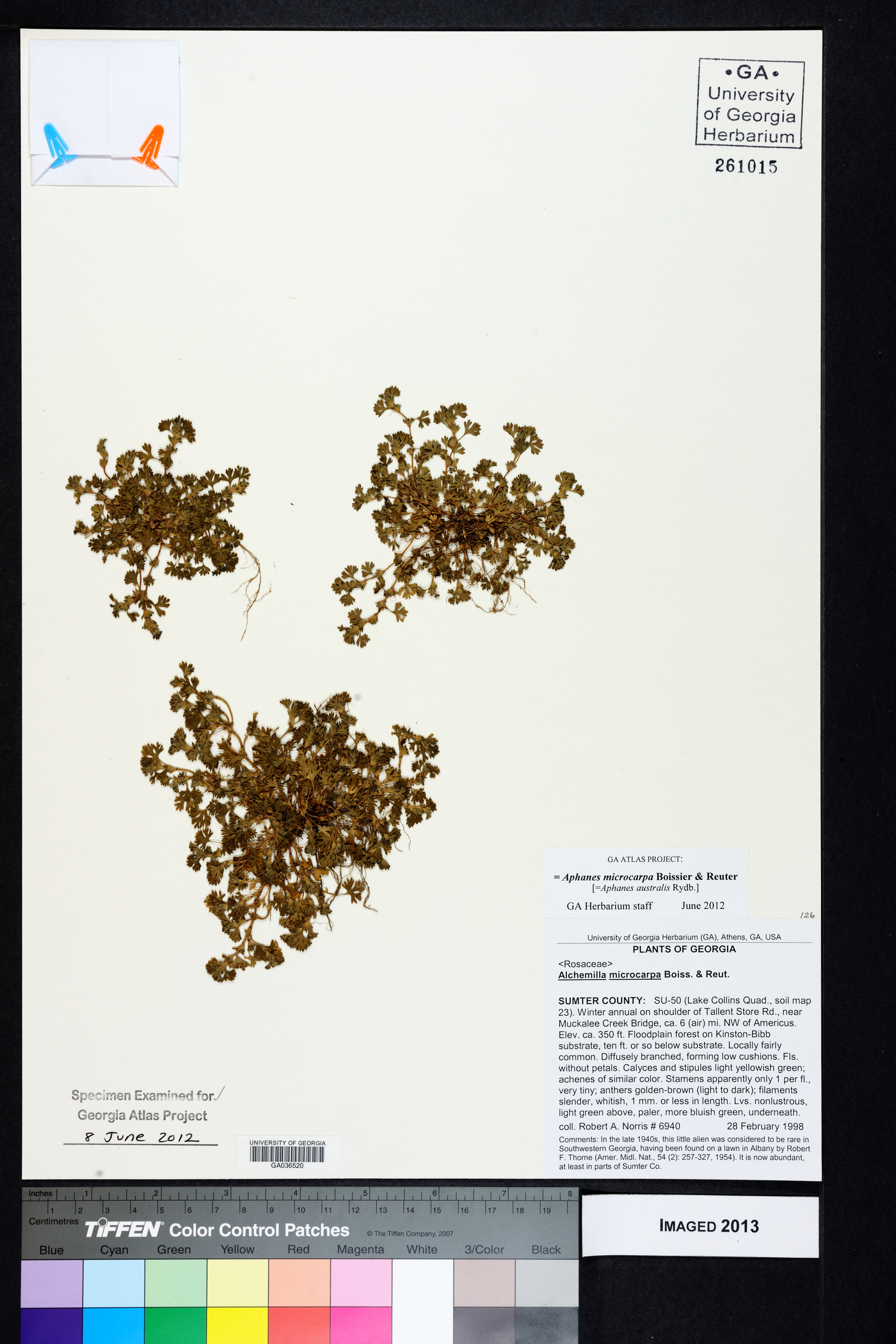Aphanes microcarpa image