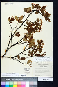 Photinia melanocarpa image