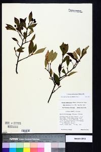 Photinia melanocarpa image