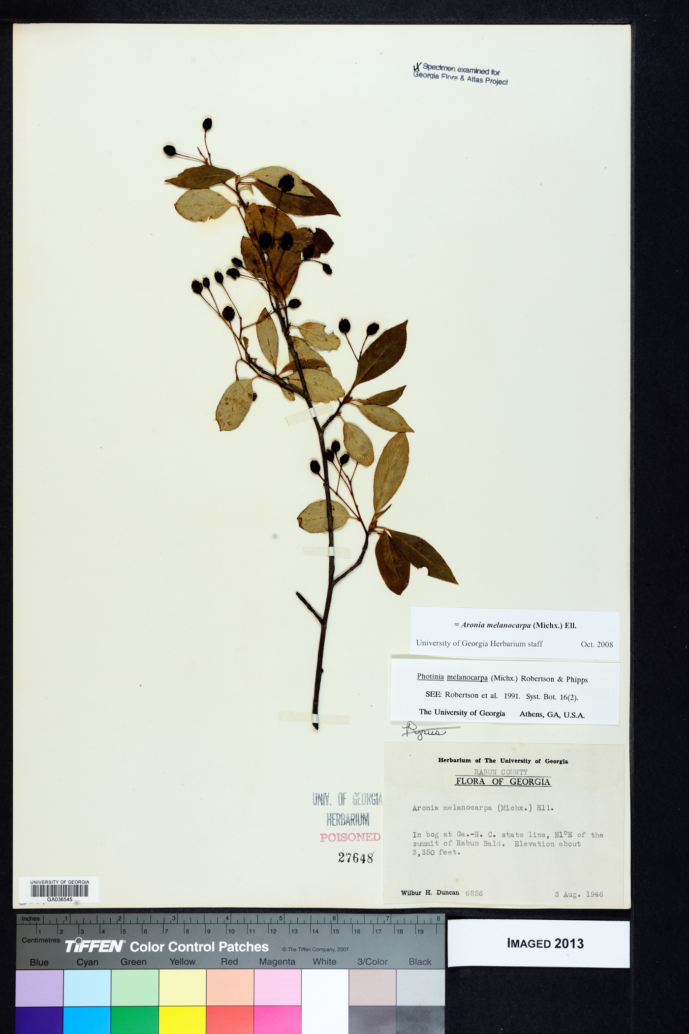 Photinia melanocarpa image