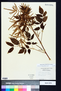 Aruncus dioicus var. dioicus image