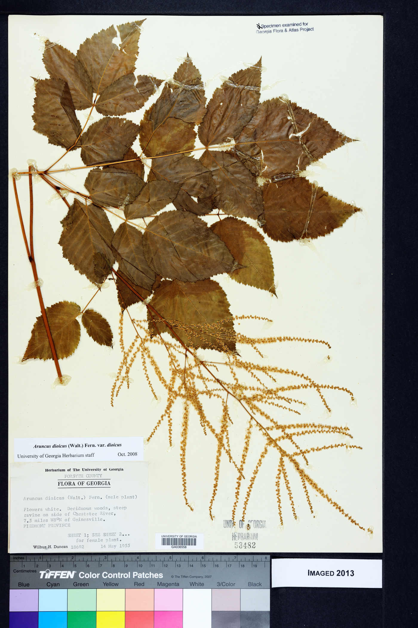 Aruncus dioicus var. dioicus image