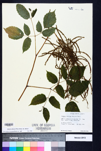 Aruncus dioicus image