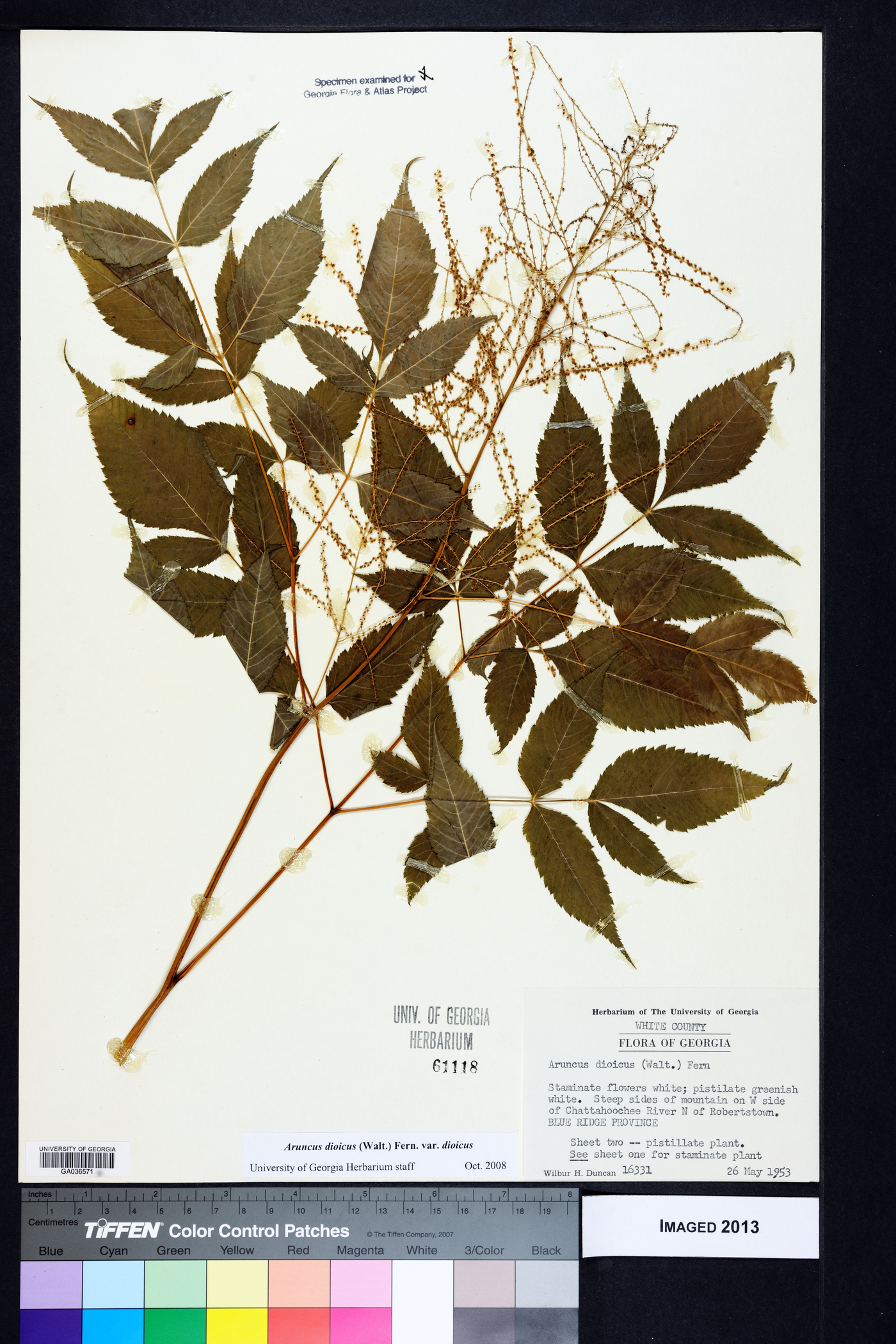 Aruncus dioicus var. dioicus image