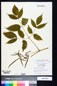 Aruncus dioicus var. dioicus image