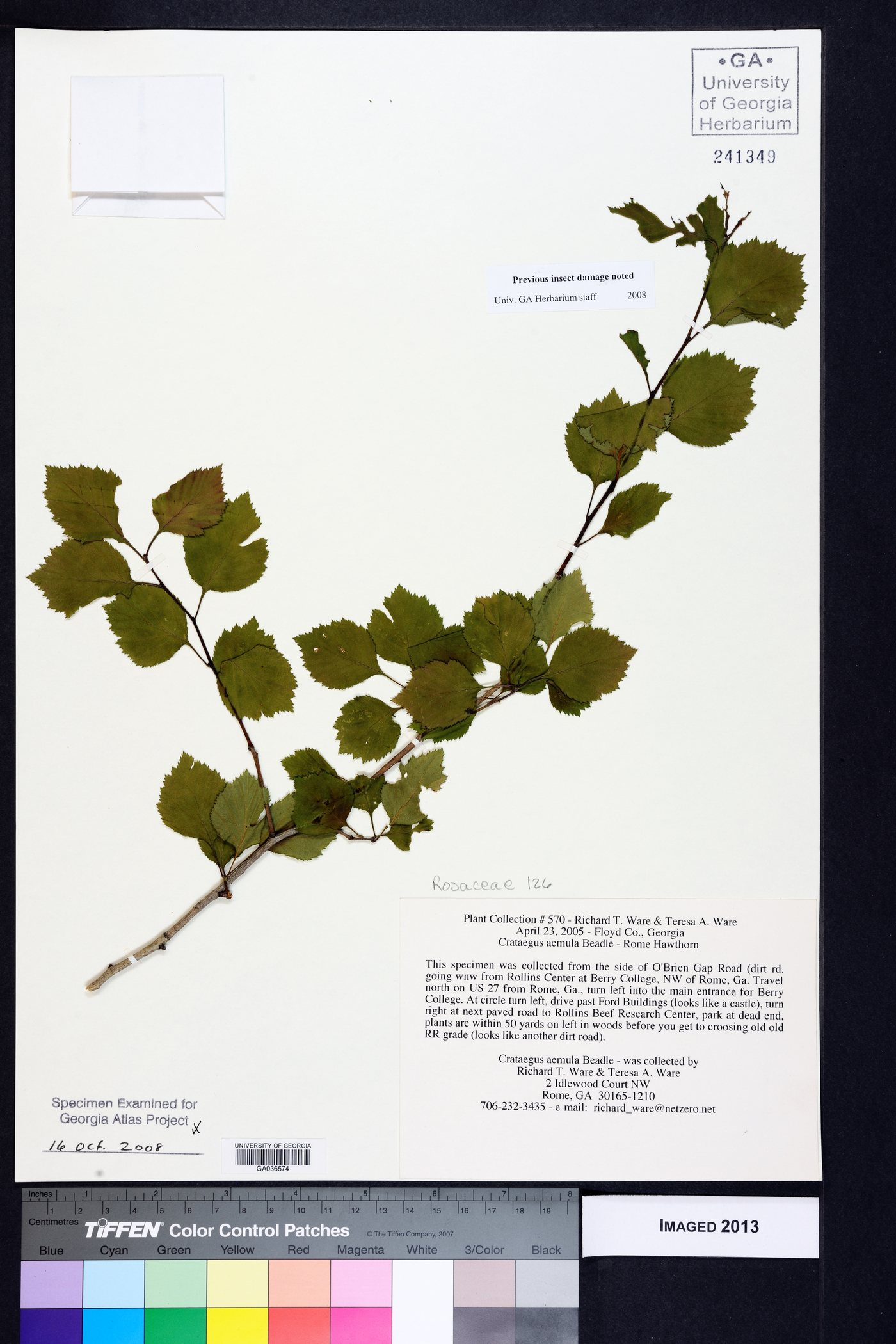 Crataegus aemula image