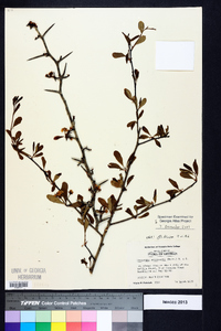 Crataegus aestivalis image