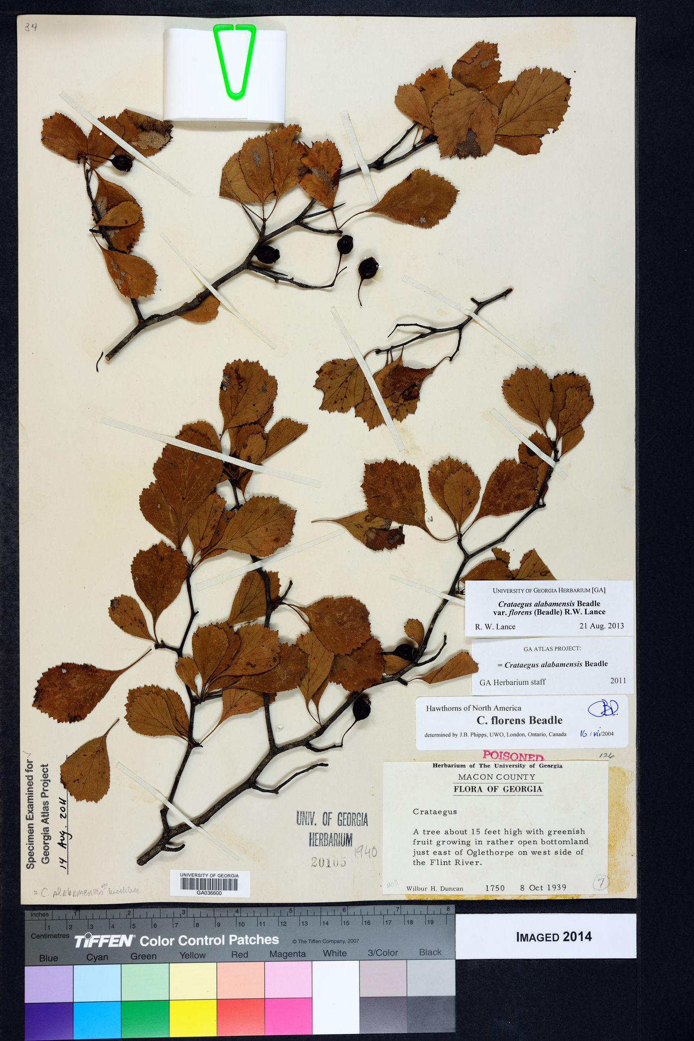 Crataegus alabamensis var. florens image