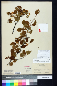 Crataegus alleghaniensis image