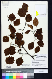 Crataegus intricata image