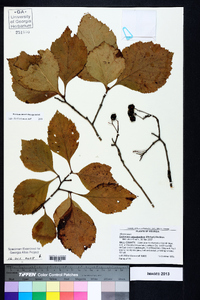 Crataegus calpodendron image