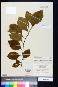 Crataegus calpodendron image