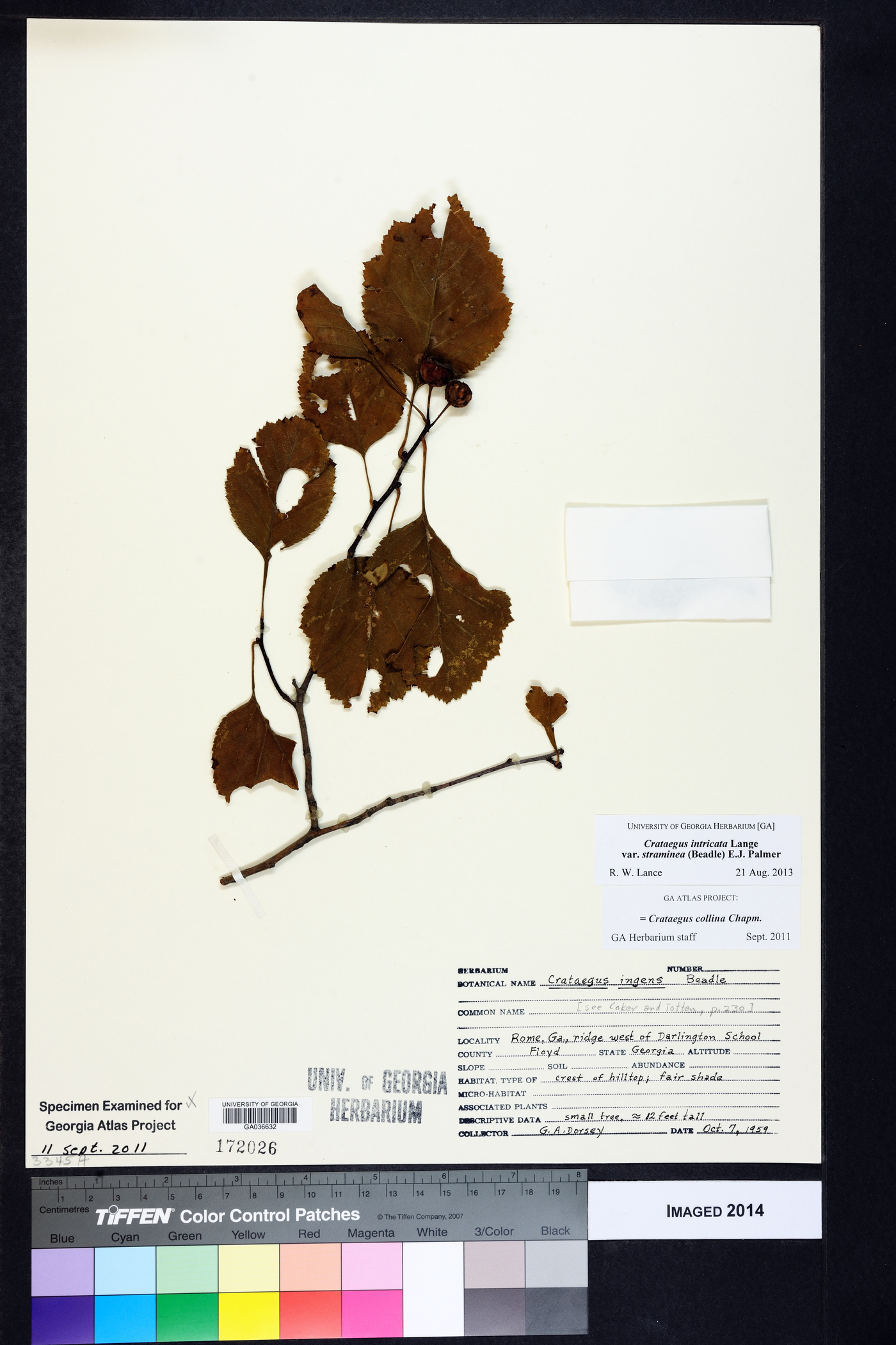 Crataegus intricata var. straminea image