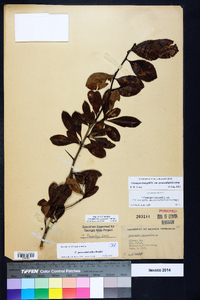 Crataegus crus-galli var. pyracanthifolia image