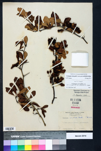 Crataegus crus-galli var. pyracanthifolia image