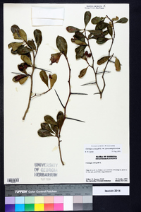 Crataegus crus-galli var. pyracanthifolia image