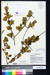 Crataegus crus-galli var. crus-galli image