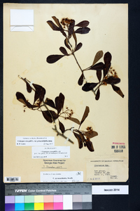 Crataegus crus-galli var. pyracanthifolia image