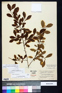 Crataegus crus-galli var. pyracanthifolia image