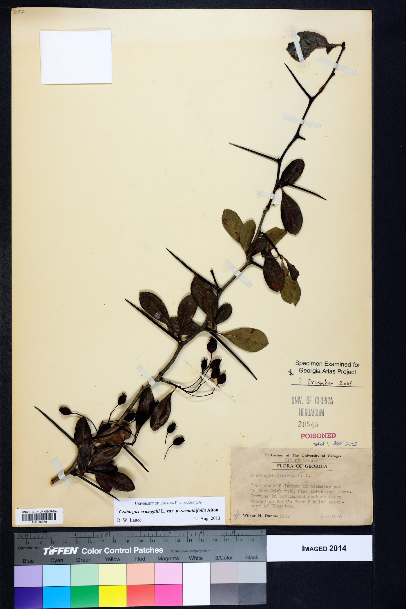 Crataegus crus-galli var. pyracanthifolia image
