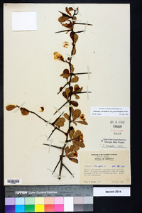 Crataegus crus-galli var. pyracanthifolia image