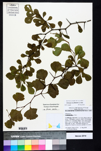 Crataegus lassa image