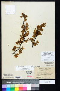 Crataegus lassa image