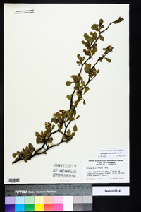 Crataegus lassa image