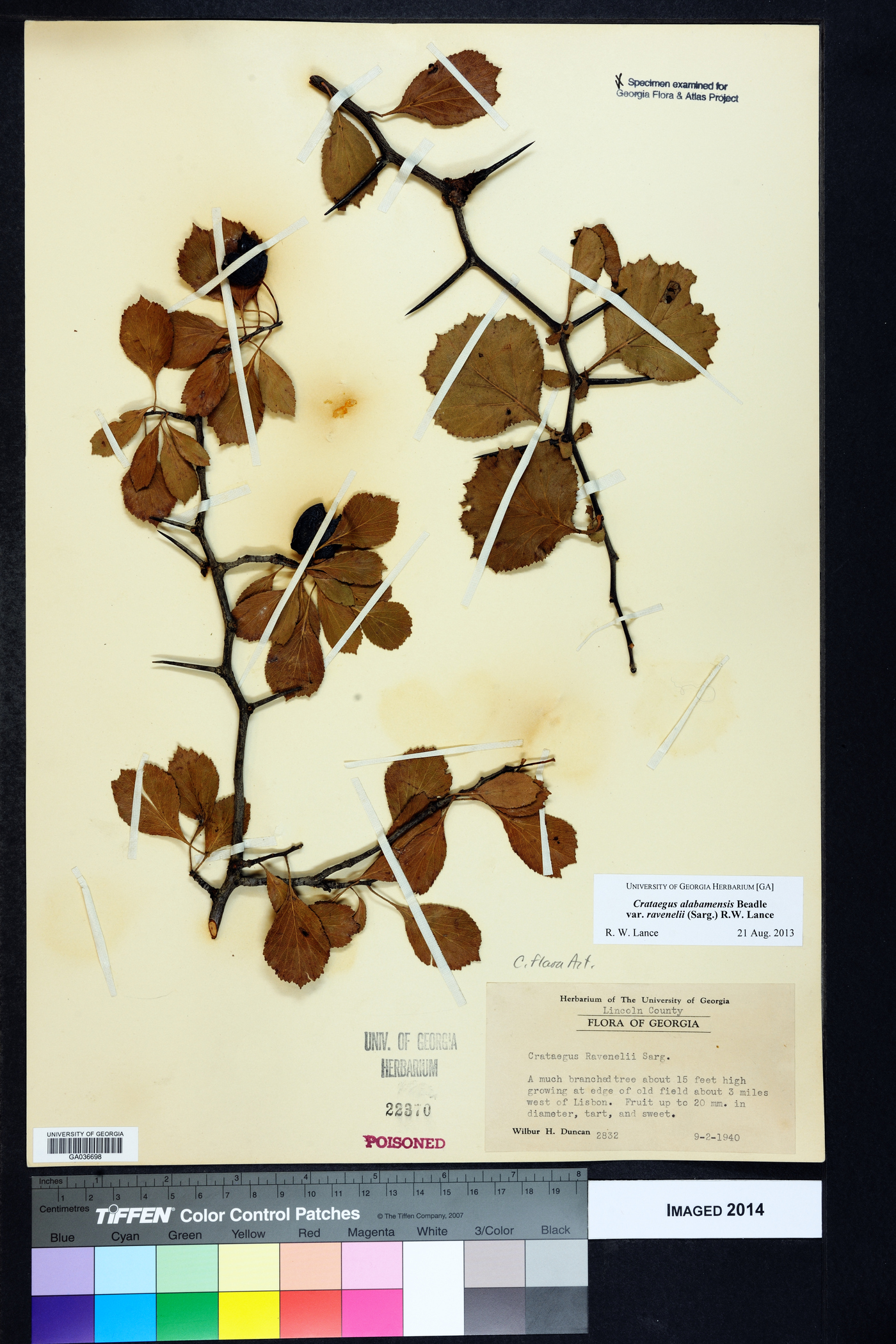 Crataegus alabamensis image