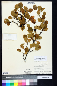 Crataegus sororia image