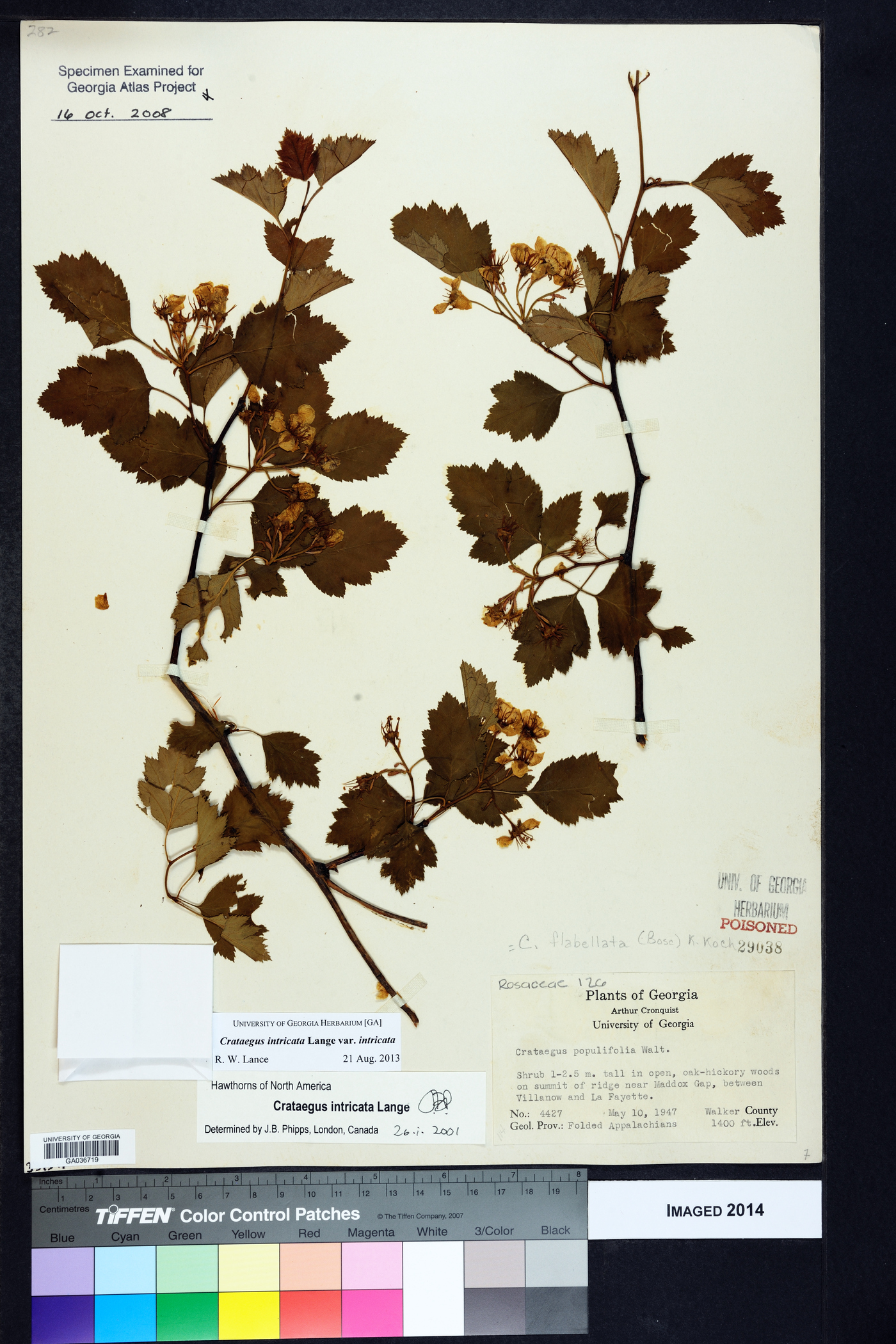 Crataegus intricata var. intricata image