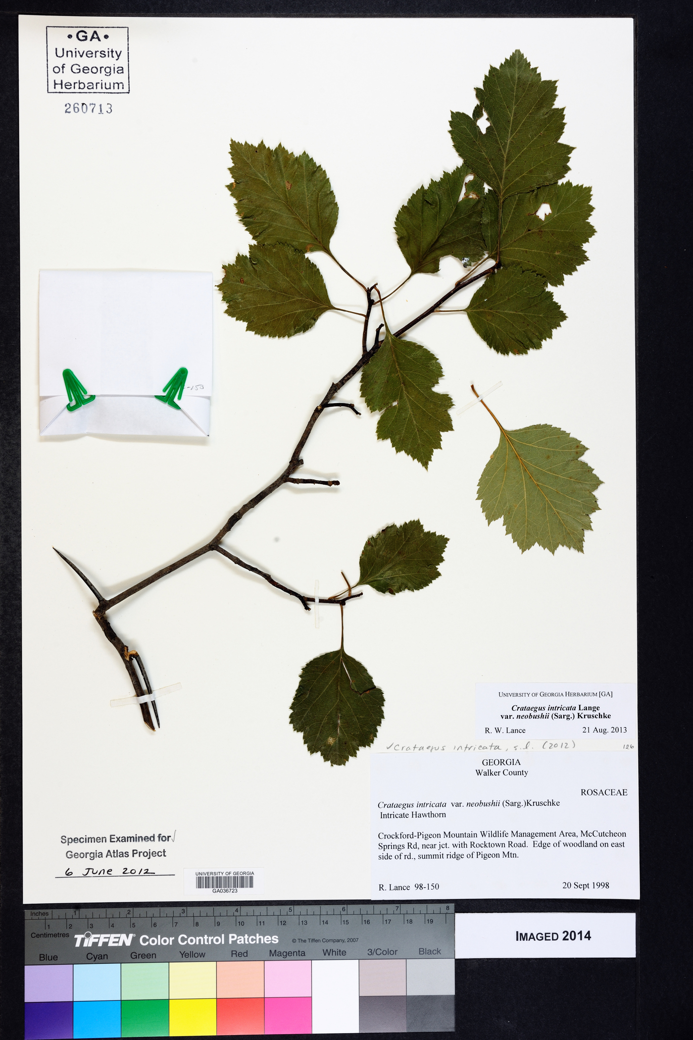Crataegus intricata var. neobushii image